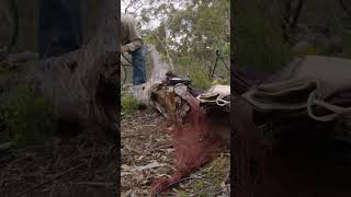 Conservation work sometimes includes…strange methods! #australiananimals #conservation