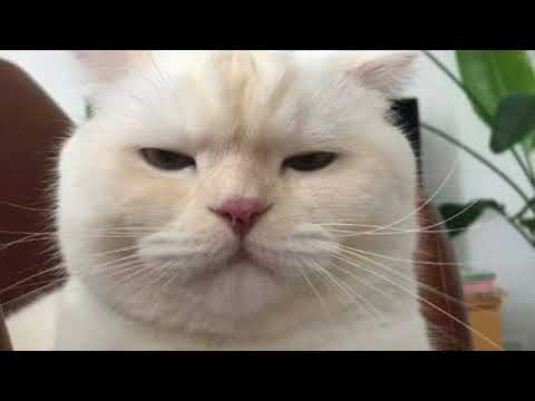 1 HOURS : Kudasai - The girl i haven't met