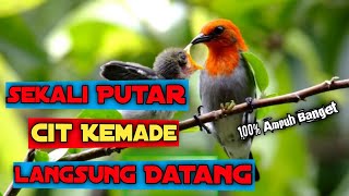 Download lagu Suara burung cit kemade gacor ngalas,ampuh banget buat pikat ][ hobby dan rejeki mp3