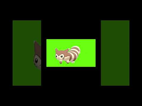 Unbelievable: Bee Shark Sighting! Watch Him Walk