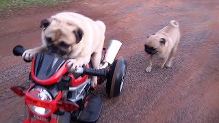 Pug Rides A Motorcycle