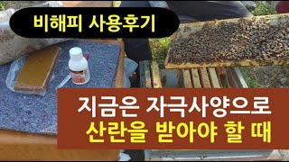 지금은 자극사양으로 산란을 많이 받아야 할 때(남부지역), 비해피 사용후기