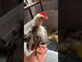 Baby Rooster Crowing Rooster First Crow Rooster Crow