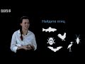 Видеоурок 7. Птицы. Звери. Окружающий мир 1 класс