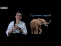 Видеоурок 7. Птицы. Звери. Окружающий мир 1 класс