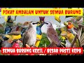 AMPUH ANTI GAGAL ️SUARA PIKAT BURUNG YANG SUSAH TURUN AMPUH UNTUK PIKAT SEMUA BURUNG KECIL DAN BES