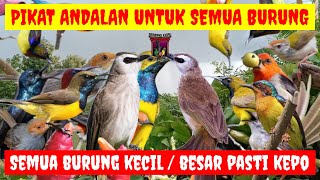 Download lagu AMPUH ANTI GAGAL‼️SUARA PIKAT BURUNG YANG SUSAH TURUN AMPUH UNTUK PIKAT SEMUA BURUNG KECIL DAN BESAR mp3