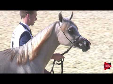 N.9 SALINAA - 2019 Qatar International show - Yearling Fillies (Class 1A)