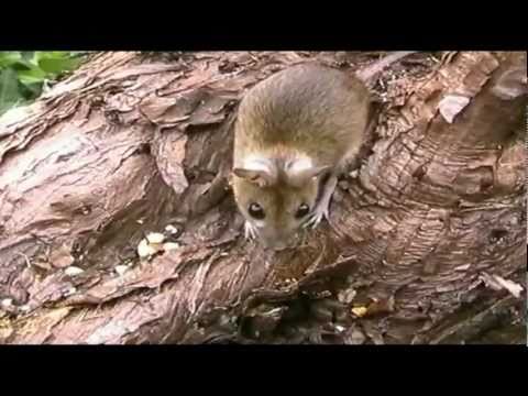 download lagu mp3 mp4 Brown Mouse, download lagu Brown Mouse gratis, unduh video klip Brown Mouse