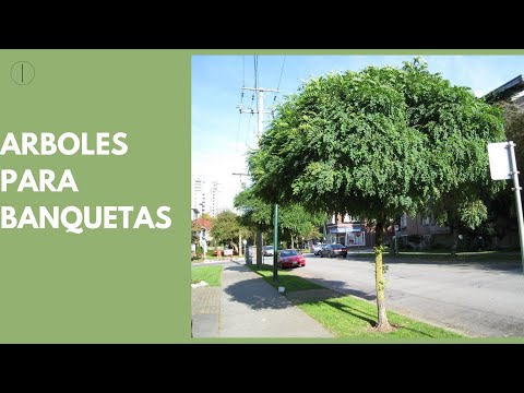 , title : 'ARBOLES IDEALES PARA PLANTAR FUERA DE CASA. BANQUETAS,ACERAS'