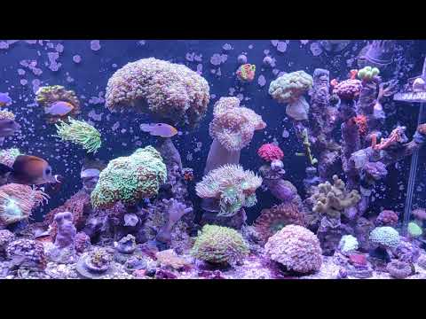 Reef 06 02 2021