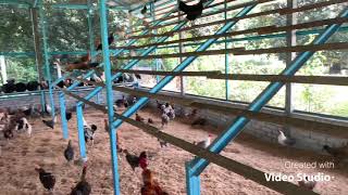 Download lagu Episode 2 Masukkan ayam kampung dalam reban baru mp3 Download lagu Episode 2 Masukkan ayam kampung dalam reban baru mp3