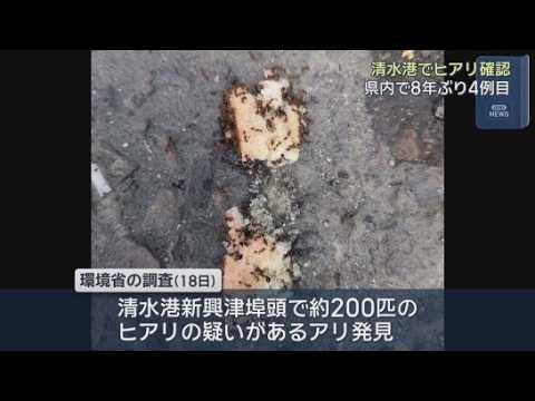 YouTube Video ８年ぶりに200匹のヒアリを確認　静岡県が発表　強い毒を持つ要緊急対処特定外来生物