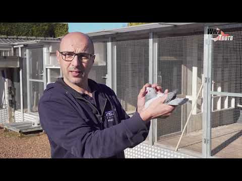 WHZB/TBOTB 2018 Winners - 1st Marathon (ZLU): Batenburg-vd Merwe (with English & Romanian subtitles)