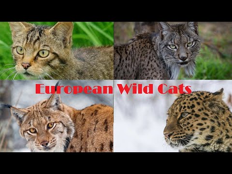 European Wild Cat Species - Cats Of Europe