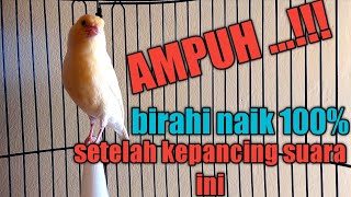Download lagu Kenari apapun LANGSUNG GACOOOOR setelah mendengar suara kenari betina memancing jantan mp3 Download lagu Kenari apapun LANGSUNG GACOOOOR setelah mendengar suara kenari betina memancing jantan mp3