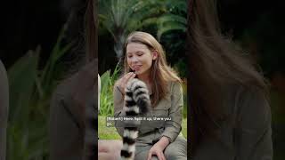 Join Bindi Irwin on an ASMR journey around Australia Zoo! First stop, lemurs 🥕