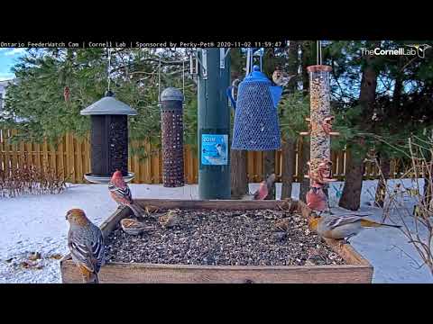 Colorful Pine Grosbeaks Encircle Common Redpolls At The Ontario Feeders – Nov. 2, 2020