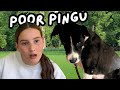 WHAT HAPPENED TO PINGU