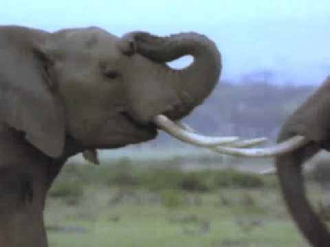 Fantastiska Djur CD-Rom: Scen 18 - Stridsvagnslika elefanten