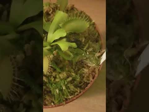 Is my venus flytrap going into dormancy??