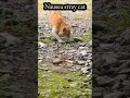Wild Cat Nauseous And Retching Vomit Then Runs Short