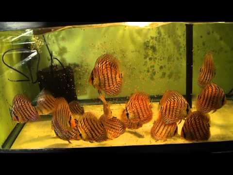 Feeding Tetra Color Tropical Granules to Discus Fish
