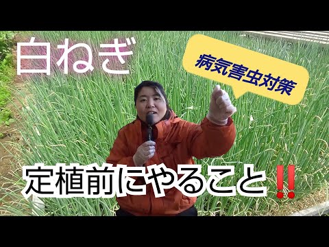 【野菜栽培】長ネギ 定植前の準備と害虫と病気予防について‼️22/5/8 #266  定植前【農薬】【対策】