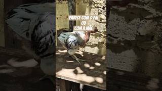 O filhos do Jujusão  #shorts