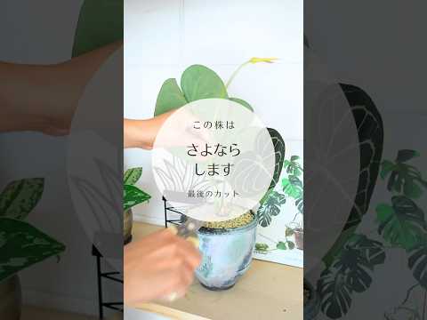 園芸 枝セロリ、リブセロリ