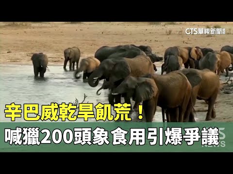 辛巴威乾旱飢荒！　喊「獵200頭象食用」引爆爭議