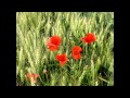 Azure Ray - Look to me (Cover)