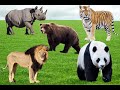 Sounds Of Wild Animals Bear Rhinoceros Tiger Lion Panda