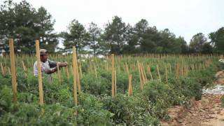 Broken Lives, Empty Fields: One Alabama Farmer's Story