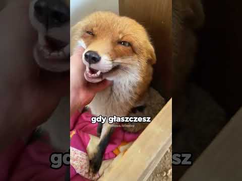 Lis to nie tylko dzikie zwierzę! Zobacz, jak okazuje miłość! 🦊