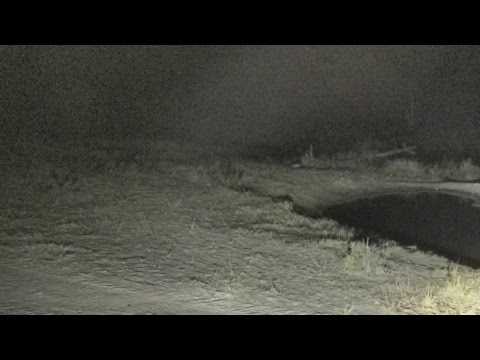 Djuma Private Game Reserve Live Stream