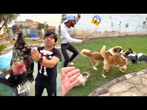Dogs Attacked on Duck 😨 bht Bura Howa