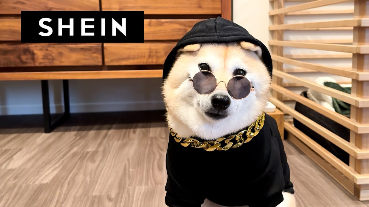 Z世代に人気のSHEINでペット用品を買ってみたら予想以上に凄かった