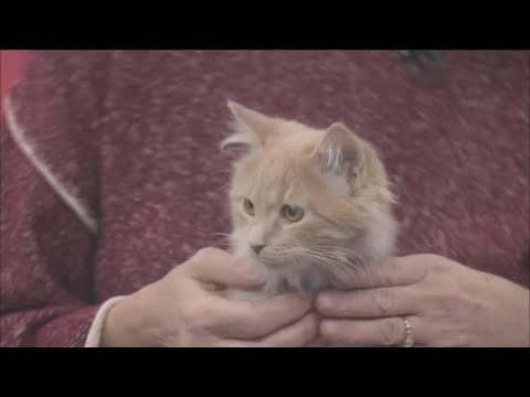 Pet of the week, December 18 - YouTube