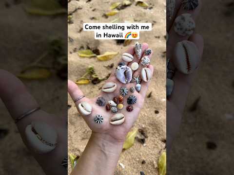 Muschelsammeln auf Kauai🐚Eine seltene Kauri gefunden!