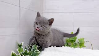 ブリティッシュショートヘアの動画01