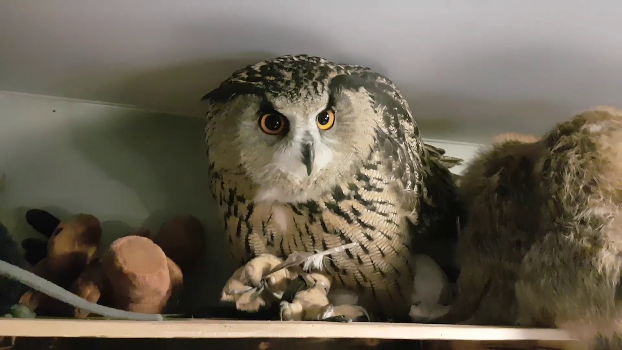 Хрусть. Когда сове хочется что-нибудь перекусить, она перекусывает перо.