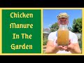 Using FRESH Chicken Manure Will NOT BURN Your Plants This Method Fastest Liquid Fertilizer