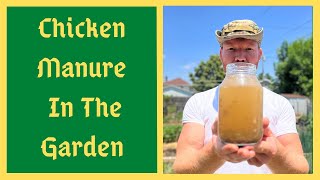 Using FRESH Chicken Manure - Will NOT BURN Your Plants This Method - Fastest Liquid Fertilizer