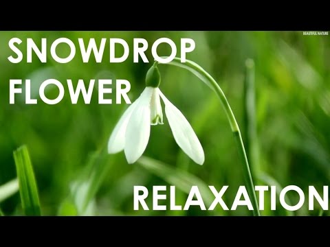 Snowdrop Flower Relaxation - Sounds Of Nature Birdsong Relaxation Sounds for Sleep, Study, Work
