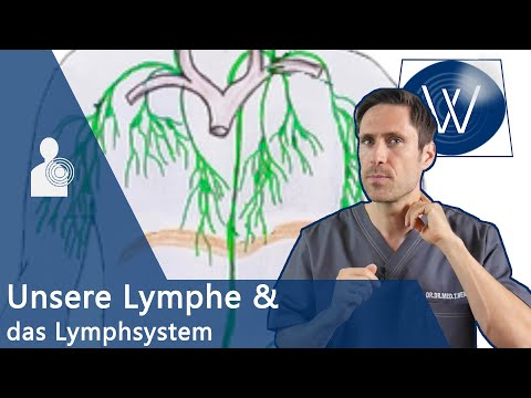 Unsere Lymphe: So bedeutsam ist die Lymphflüssigkeit - Störungen führen zu Lymphödem & dicken Beinen