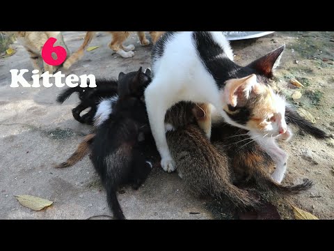 Mother So Tired she have  Nursing Their Cute 6 Kitten