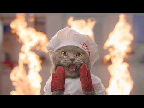 The Cat Cooking Show 2