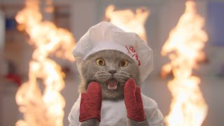 Download lagu The Cat Cooking Show 2... mp3