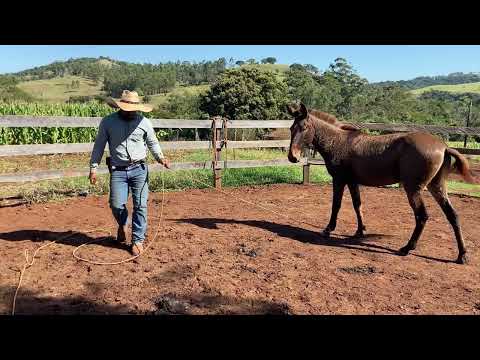 Iniciando a doma do burro #carvão #domador #doma